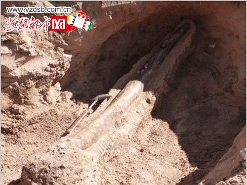 �ӱ����ҿڰl(f��)�F(xi��n)�����ﻯʯ �r�g����������(�D)