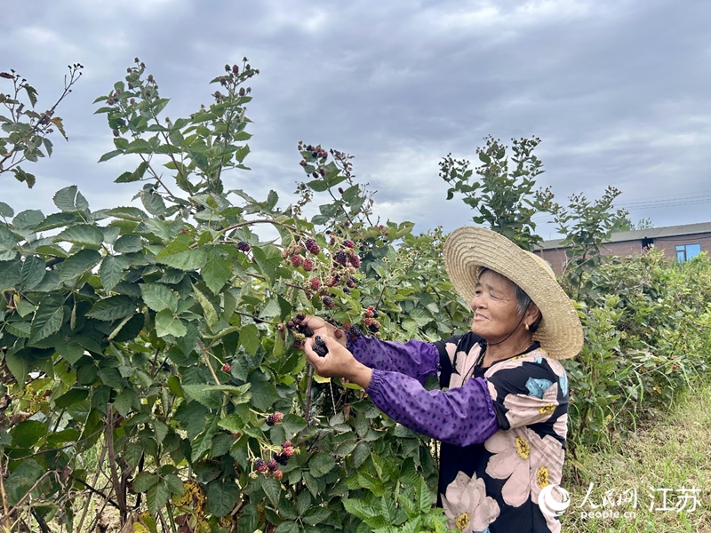 ���񶡲����ժ��ݮ������W(w��ng) �������z