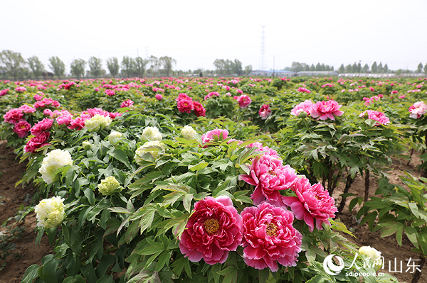 �ʝ�ĵ���N�������d��