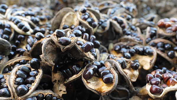 ����������ĵ������ɣ���A�z