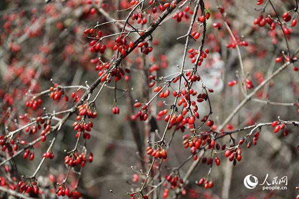 ɽ����ӭ��(l��i)�S�ռ� ��С�t�����ɸ����a(ch��n)�I(y��)