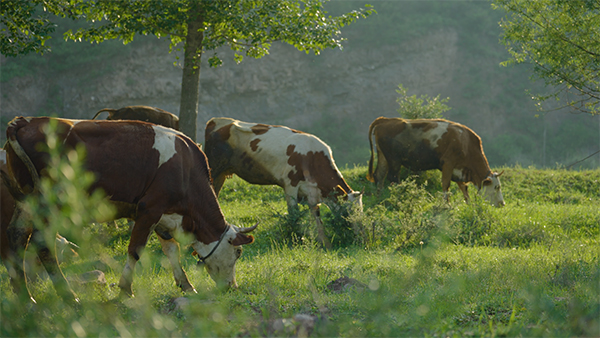 �����ţ��Ʒ�ưl(f��)չ���ġ���ƪ��뢮�(hu��)�l(xi��ng)�����d��