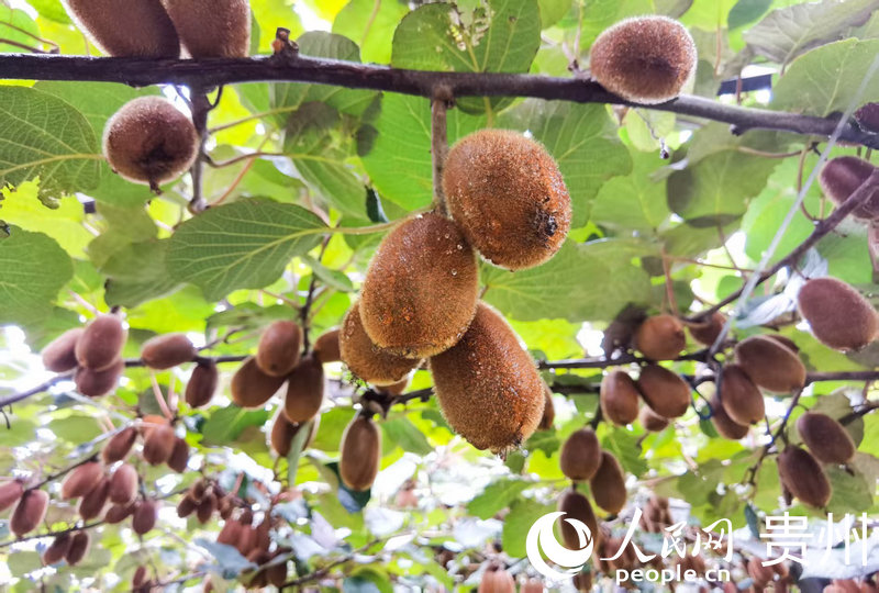 ���F����̖�r(n��ng)�a(ch��n)Ʒ�Ρ�