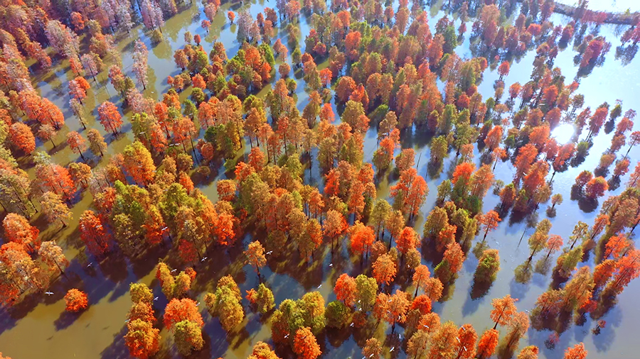 ��(l��i)����ɼ����������ί���������D