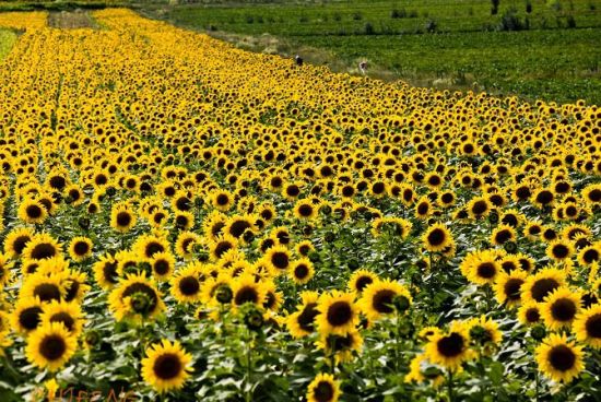 ��Ƭ�����տ�