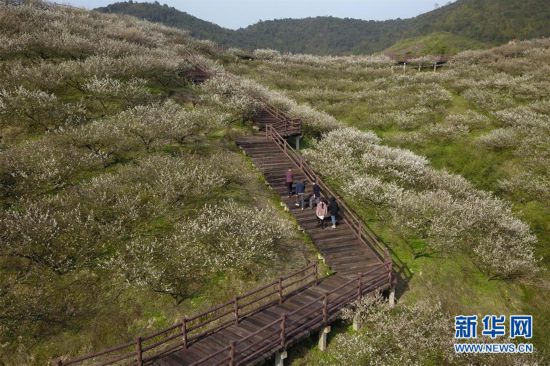 �������Ї�(gu��)����3���㽭��÷��ʢ�_ӭ�́�(l��i)