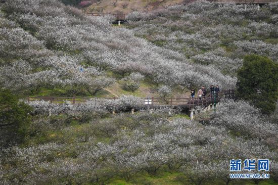 �������Ї�(gu��)����1���㽭��÷��ʢ�_ӭ�́�(l��i)