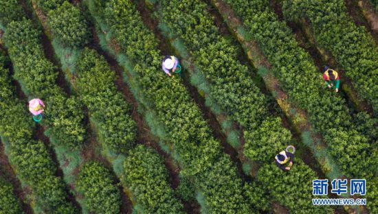 ����(j��ng)��(j��)����3�����K��ͥɽ�����ݴ���ӭ����ժ��