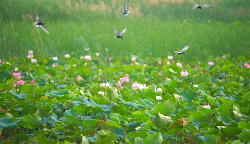 ��һ���ɻ�֮�s���|��