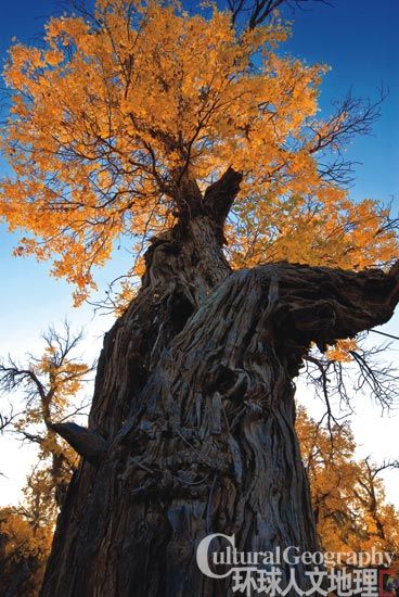 ��ɫ����