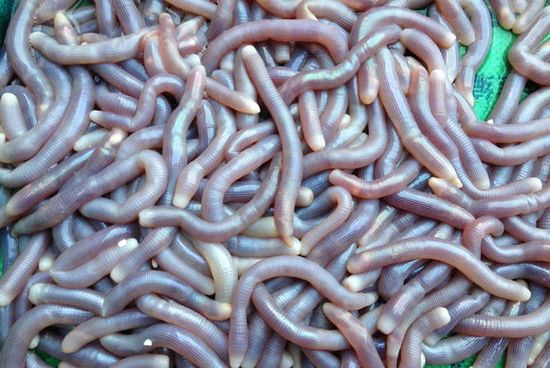 ���������Ă�ʡ�е�ʳ�����ؿ�ζ