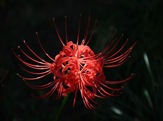 ������?ji��n)E�����Ƕ��ֵ�ߵı˰���������ɶ��