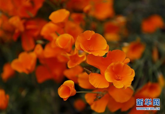 �����H����3���������� ɽ��ʢ��