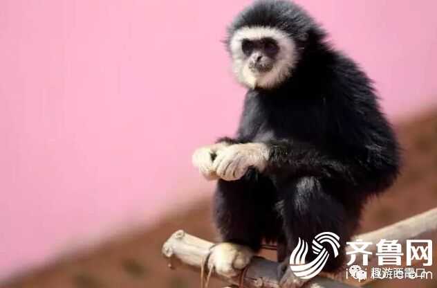 QQ�؈D20170508160253