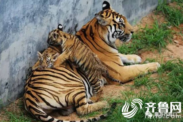 QQ�؈D20170508160231