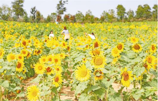 ��ӛ�� �R�i ͨӍ�T ���M(j��n)�� ��(b��o)�� 10��7�������������u�������^(q��)�����Z(y��)���g���r(n��ng)�I(y��)�^��@�����������u�������^(q��)��(ji��n)�ֿƼ����I(l��ng)���e�O�����ƏV��Ʒ�N���¼��g(sh��)�������l(f��)չ���ܷNֲ�����P(gu��n)���îa(ch��n)�I(y��)������(d��ng)��(d��ng)?sh��)��r(n��ng)�������¸���