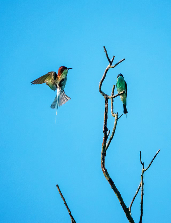 �{���仢Ғʳ�Ĉ����� 