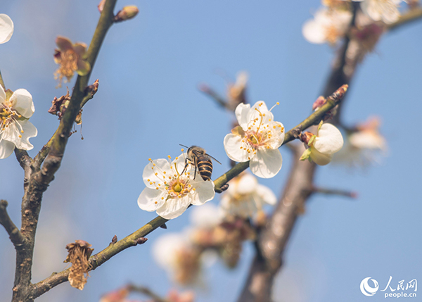 һֻ�۷����ڲ�ʳ����������W(w��ng) ����t�z