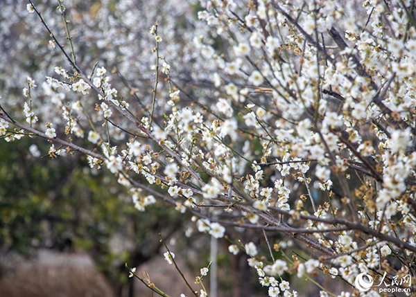 ������̩����ɽ��ѩ��