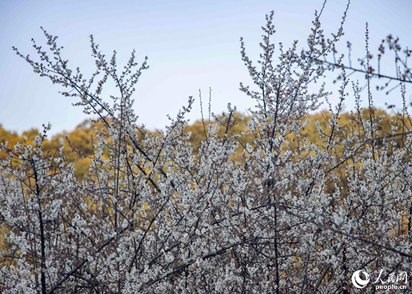 ������̩���С��Ї���÷֮�l(xi��ng)���ķQ̖(h��o)������W(w��ng) ����t�z