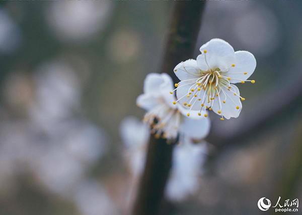 �������������ݵ���̩÷���M(j��n)��ʢ���ڡ�����W(w��ng) ����t�z